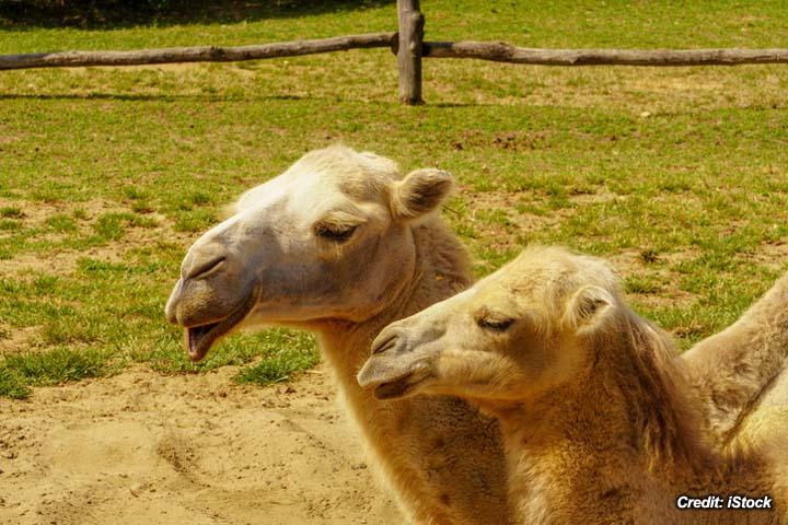 Cardiac Arrest in Dromedary Camels 2.jpg