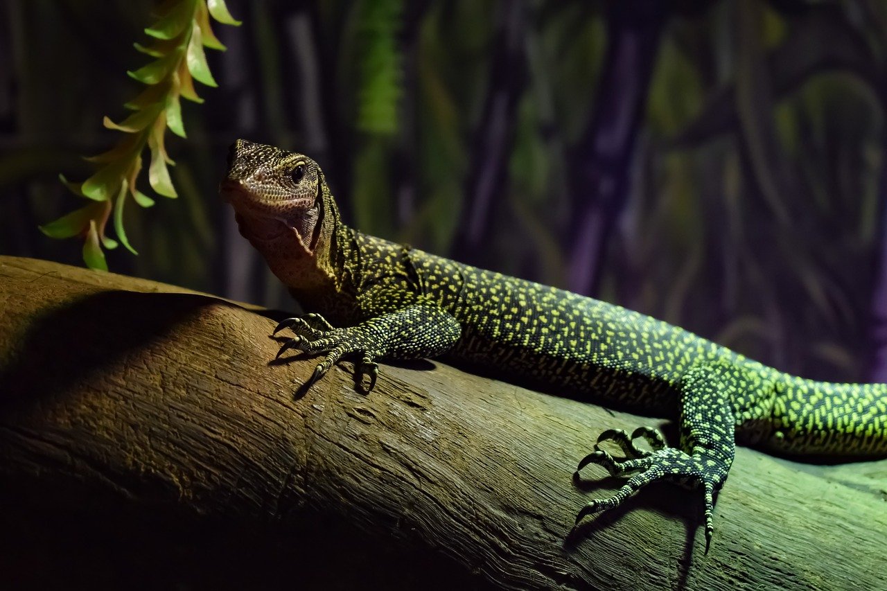 Peach-throated monitor on log in enclosure