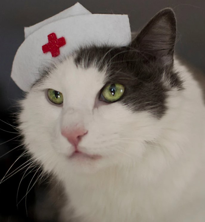 Nurse Kitty Cat Hat