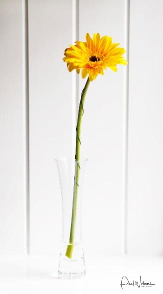A vase with yellow flowers