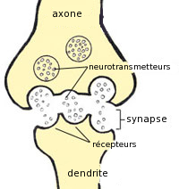 Fichier: Synapse.png