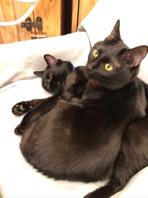 不吉なんかじゃない かわいい黒猫のオススメ動画 情報まとめ Act Amuse Japan株式会社