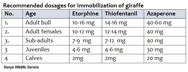 Chemical Immobilization for Giraffes 2.jpg