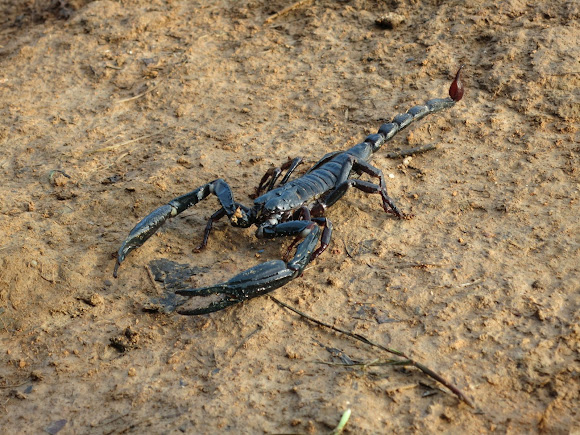 Javanese Jungle Scorpion
