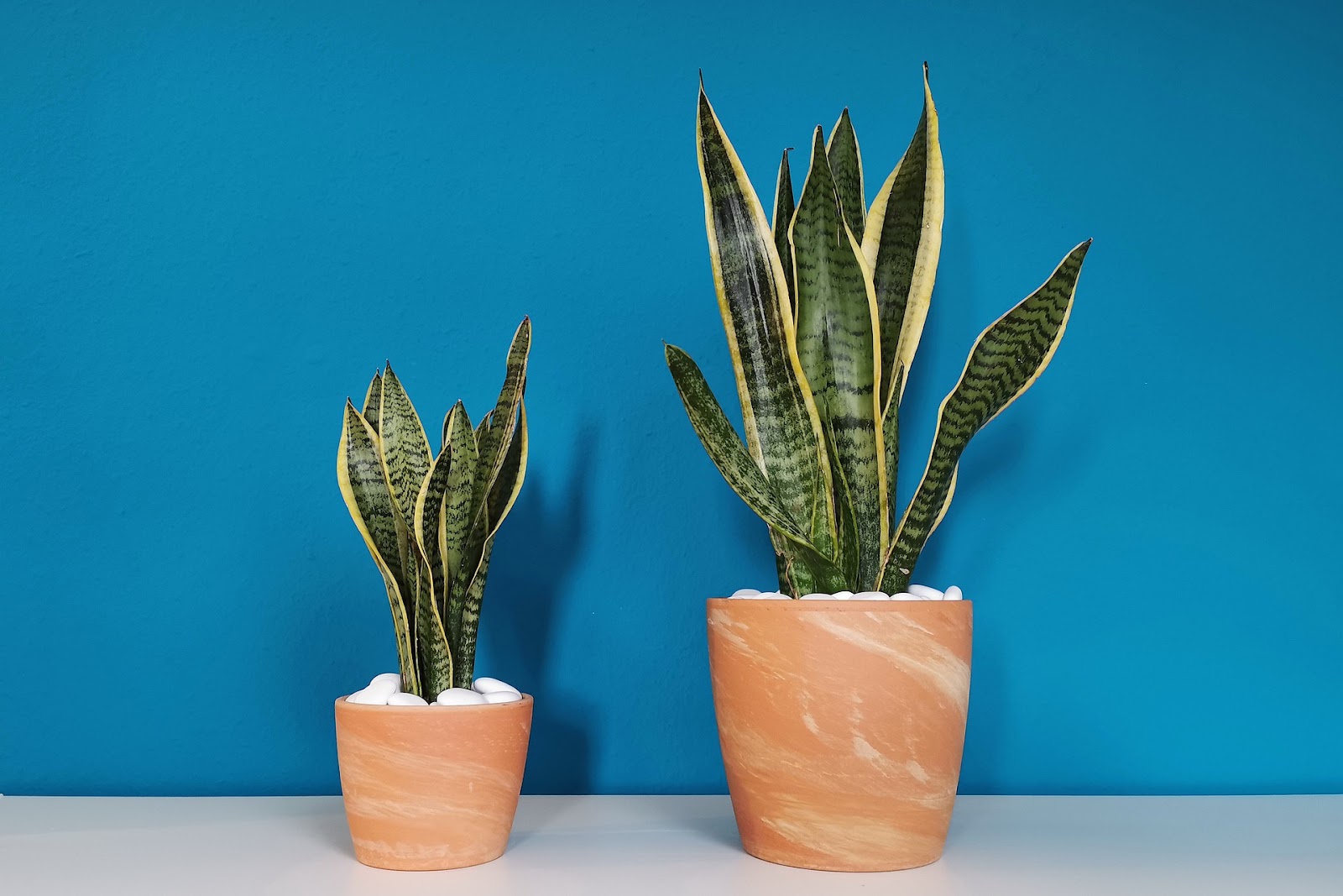 Two potted snake plants against a teal wall