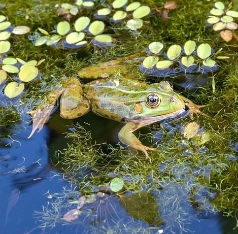 Why are the frogs in my pond dying
