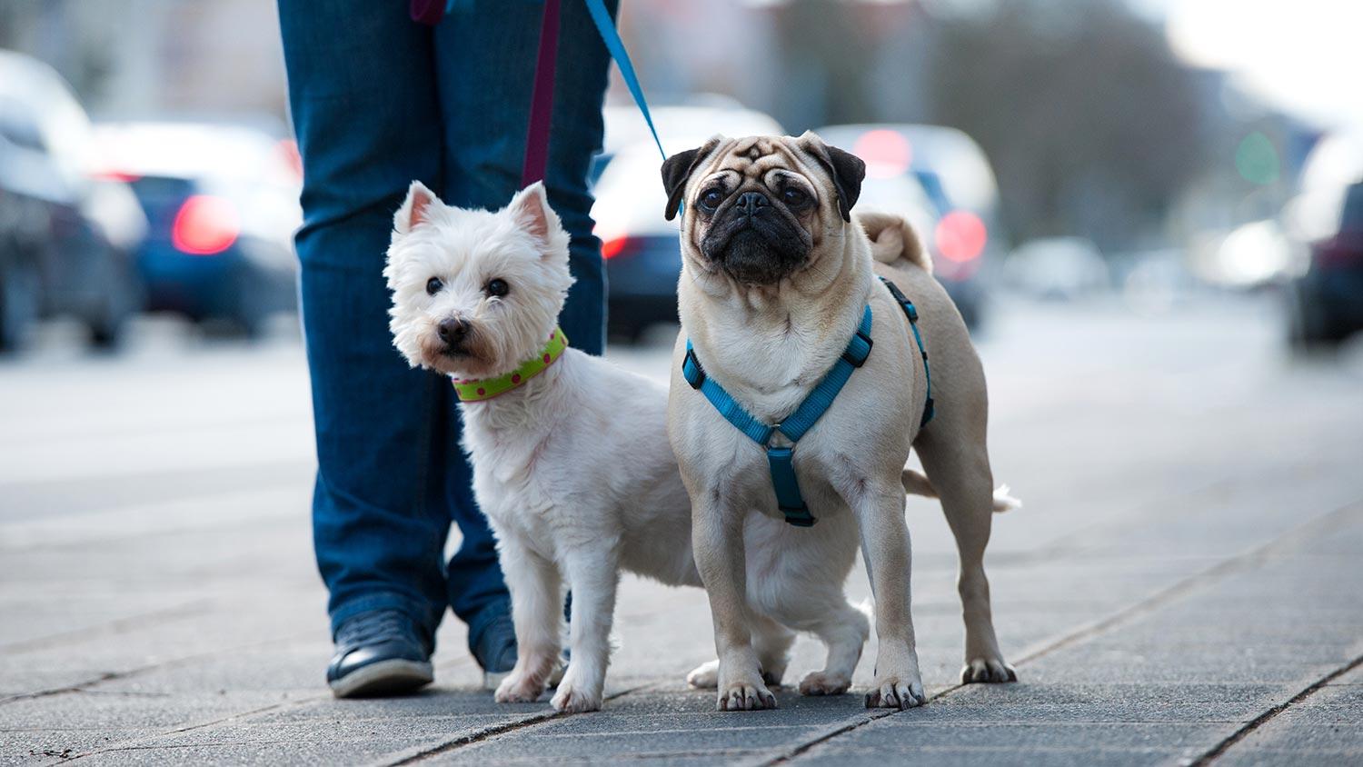 Dog Walking Guide for the City 