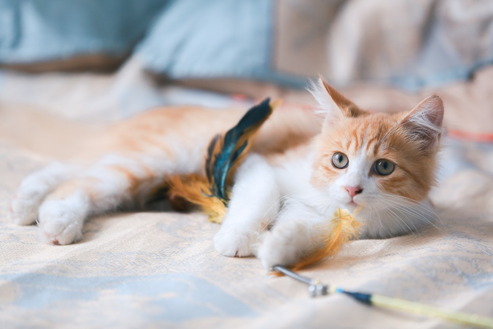 adult cat, white and orange, playing with feather toy