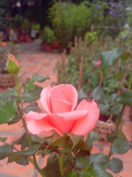 Chuyên bán các loại hoa hồng leo, hồng đứng đủ màu, cây hương thảo, hoa lạ đẹp - 17