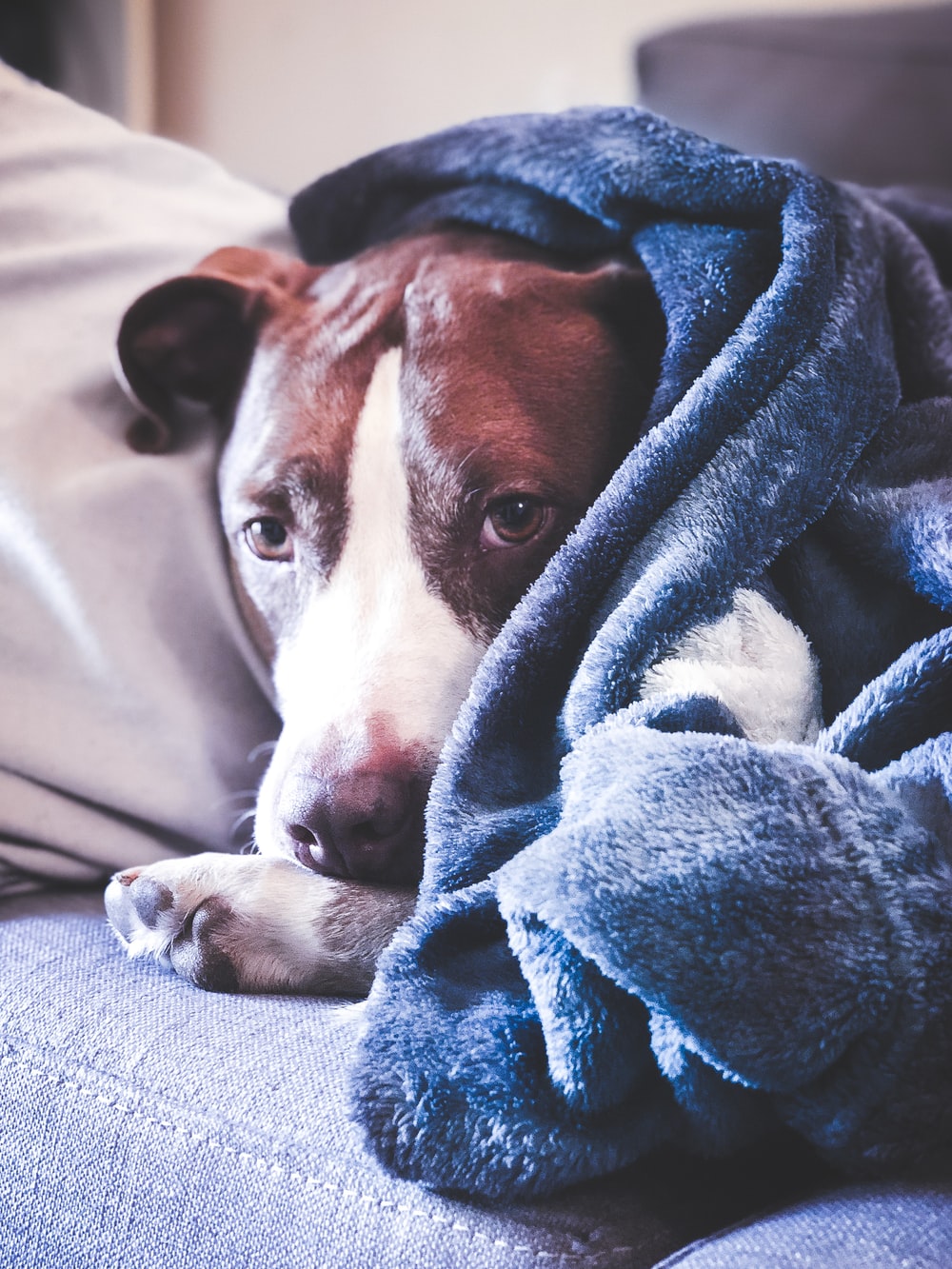 Does My Dog Need A Blanket During Winter Bao Bao S Dog Supplies