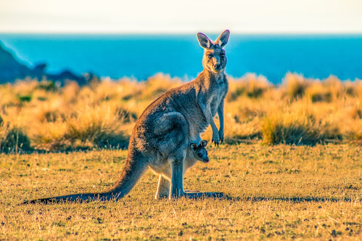 Kangaroos in NSW
