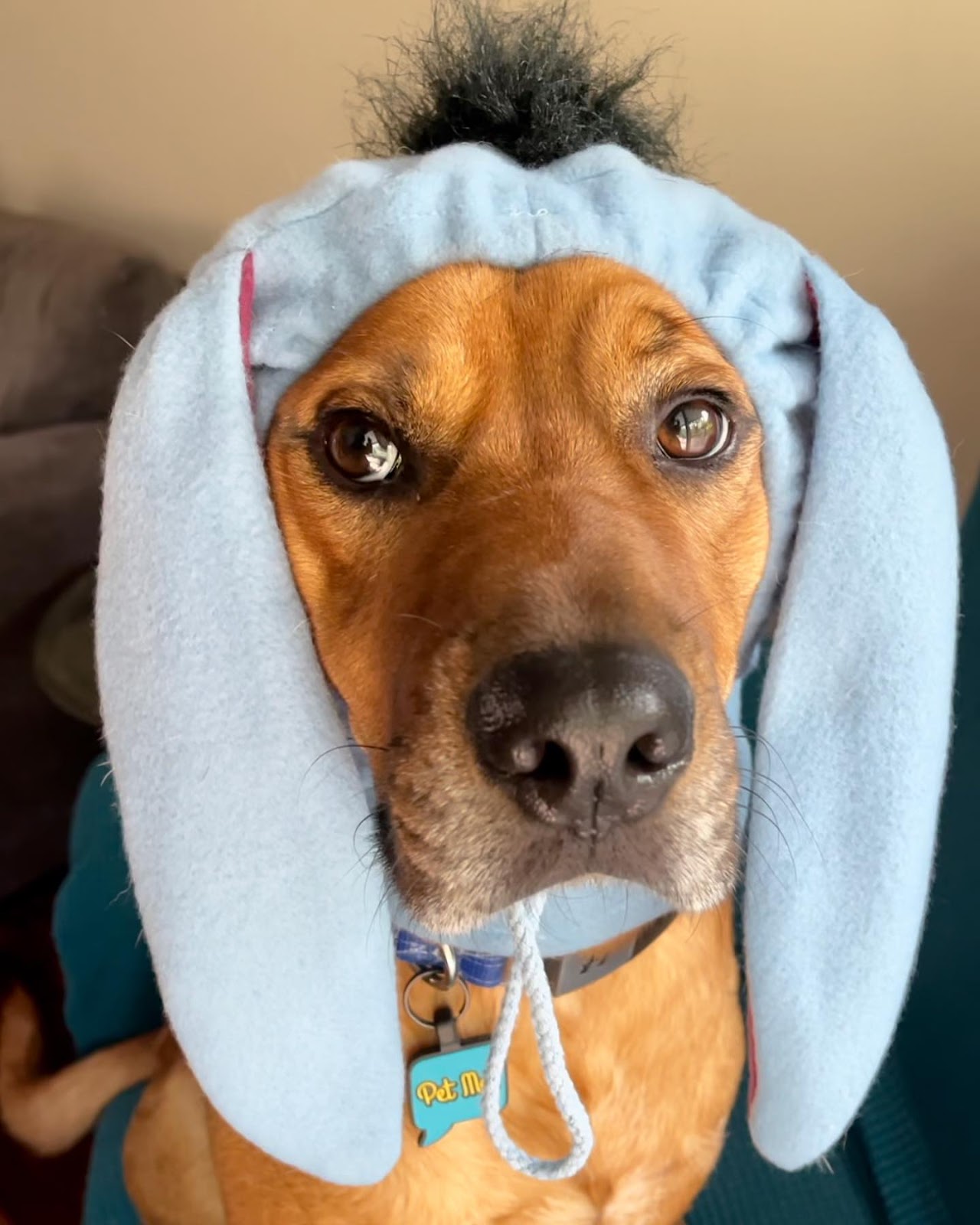 Quiet ears for dogs make dog look like eeyore @mykomushroom.