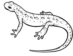 Image result for newt coloring page