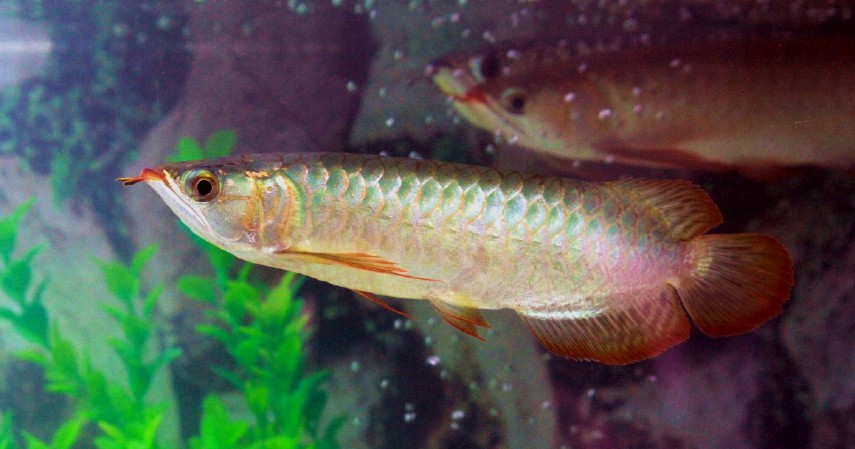 Ikan Arwana - 10 Ikan Predator untuk Peliharaan Garang Tapi Menawan