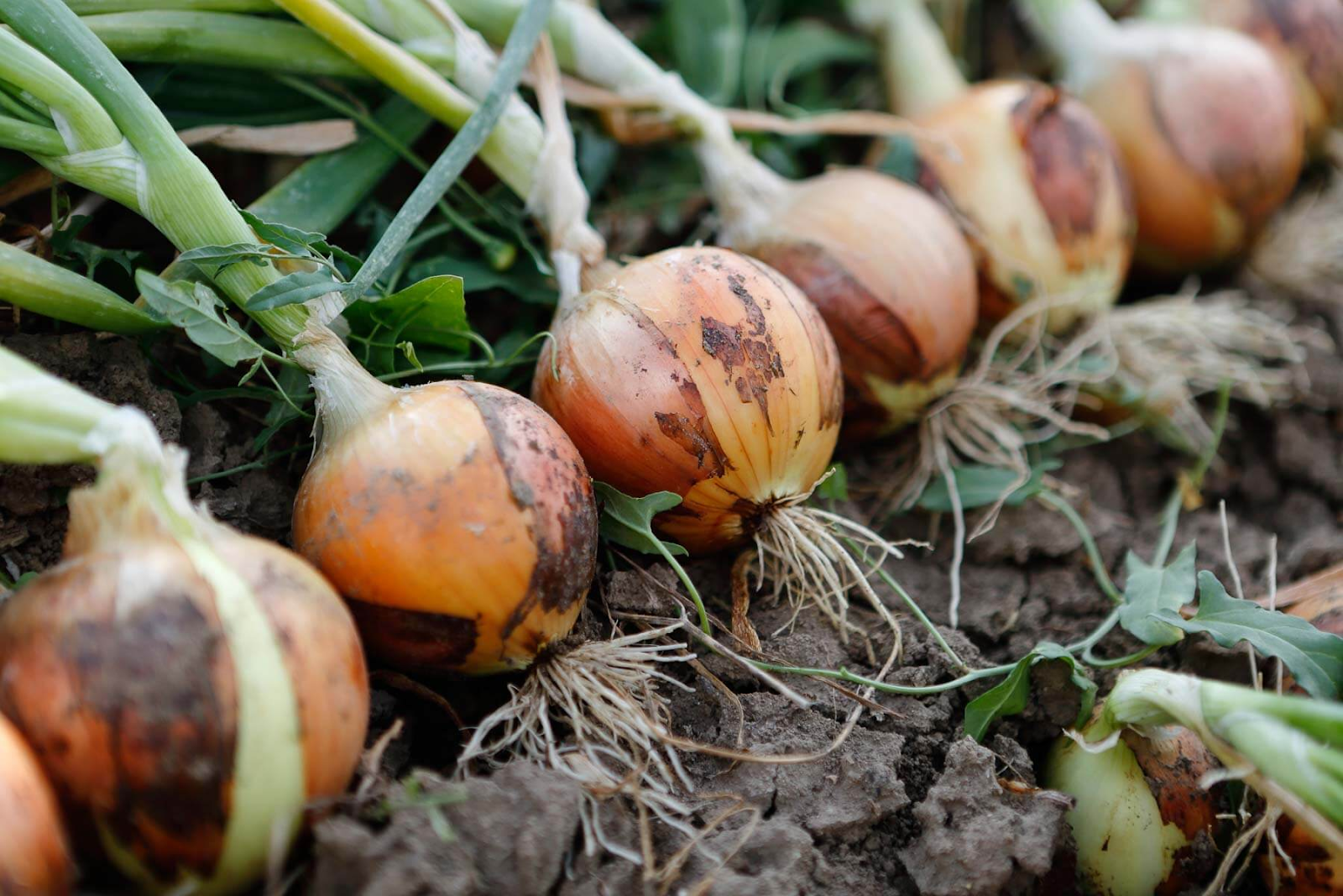 Onion