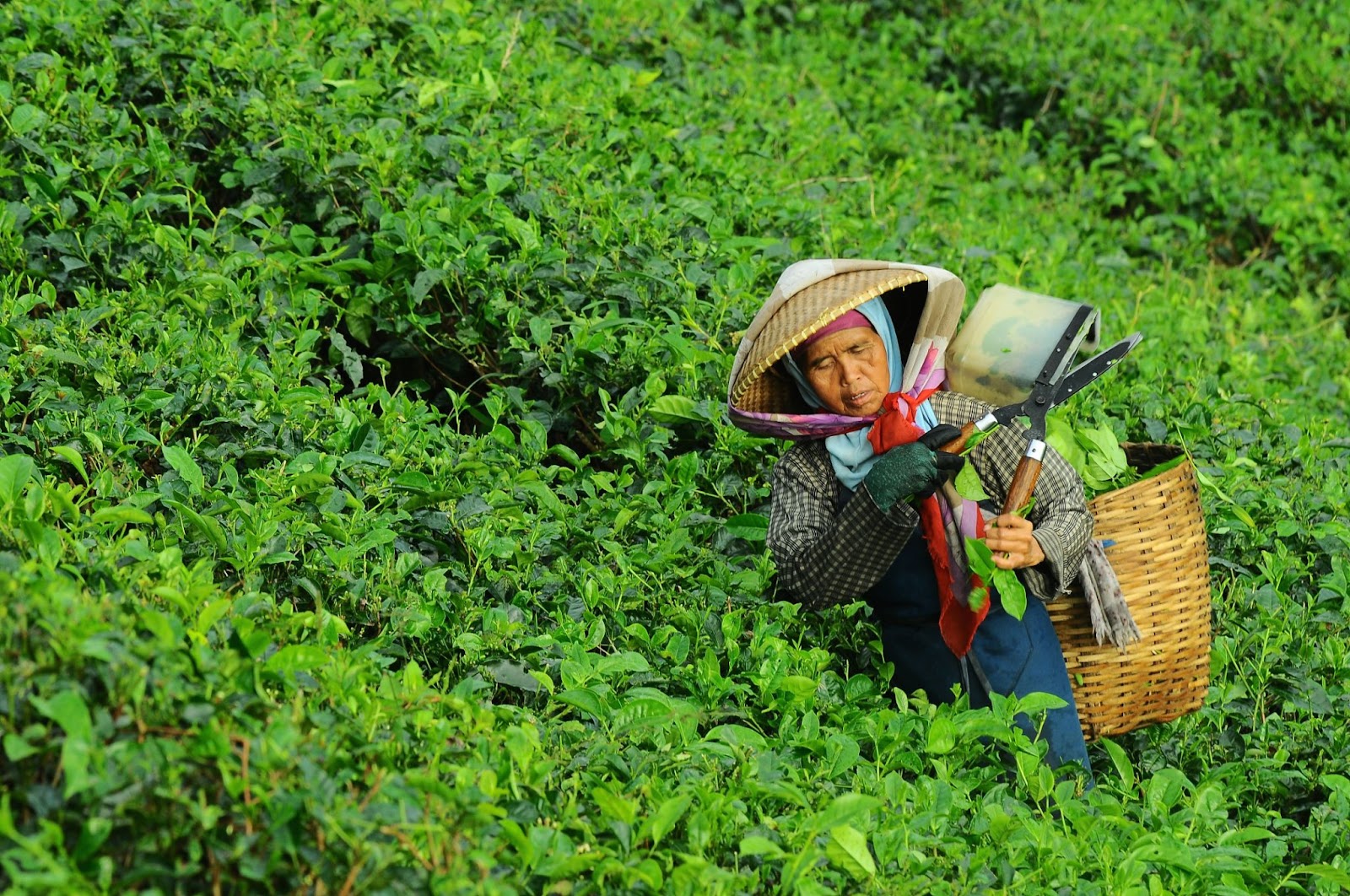 A woman harvesting tea leaves in a tea garden.