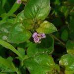 Boerhavia diffusa