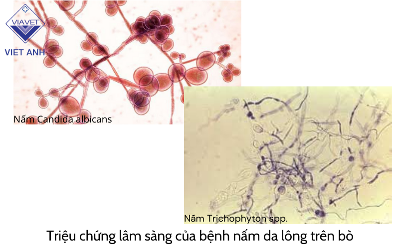 Triệu chứng của bệnh nấm da lông trên bò