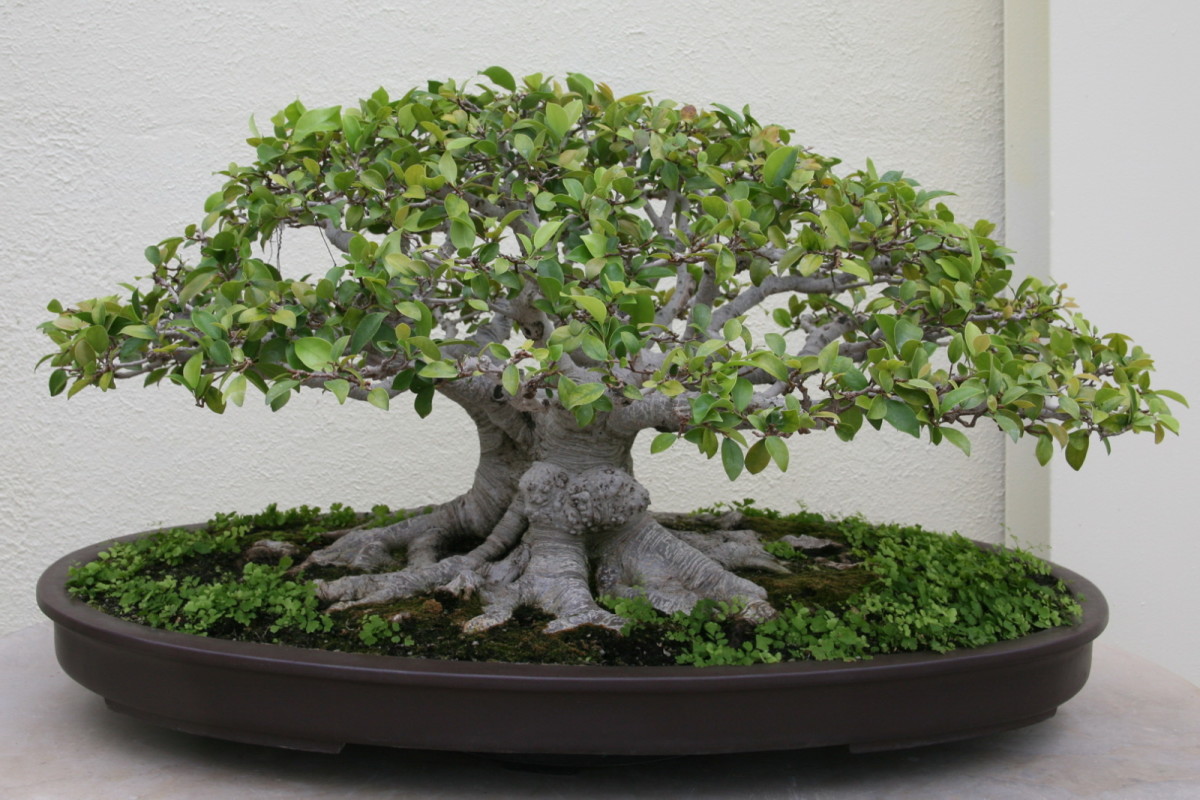 How to Grow and Care for Ficus Ginseng Bonsai