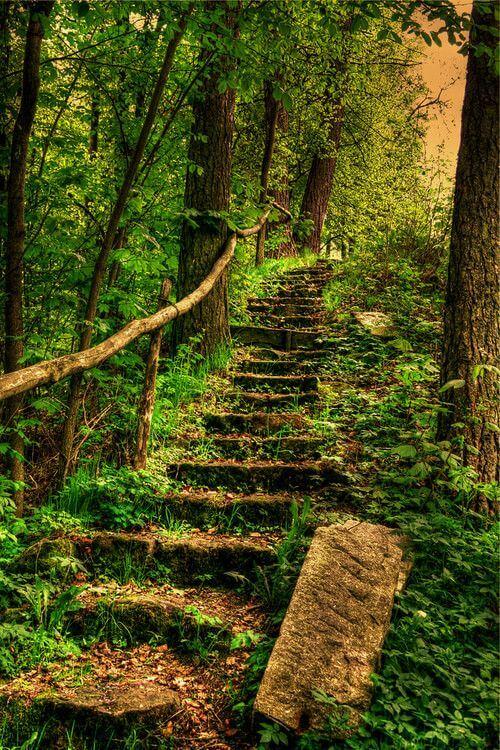 stairs in the middle of the woods
