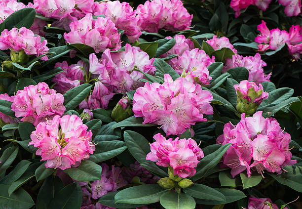 Vibrant rhododendron flowers in Scotland