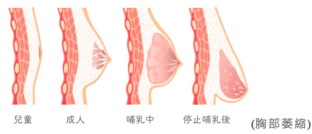 高瑞吟醫師 - 整形外科與乳房外科雙專科 乳房疾病、乳癌篩檢乳房超音波乳房攝影、乳房安可兒微創手術、乳癌術中放射線治療、乳房重建、自體脂肪隆乳、隆乳(蜜桃絨隆乳、柔滴隆乳、魔滴隆乳、女王波隆乳)、提乳手術、縮胸手術