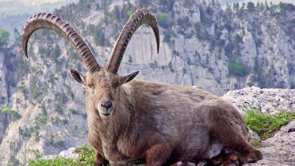 نتيجة الصورة ل pyrenean ibex انقرضت