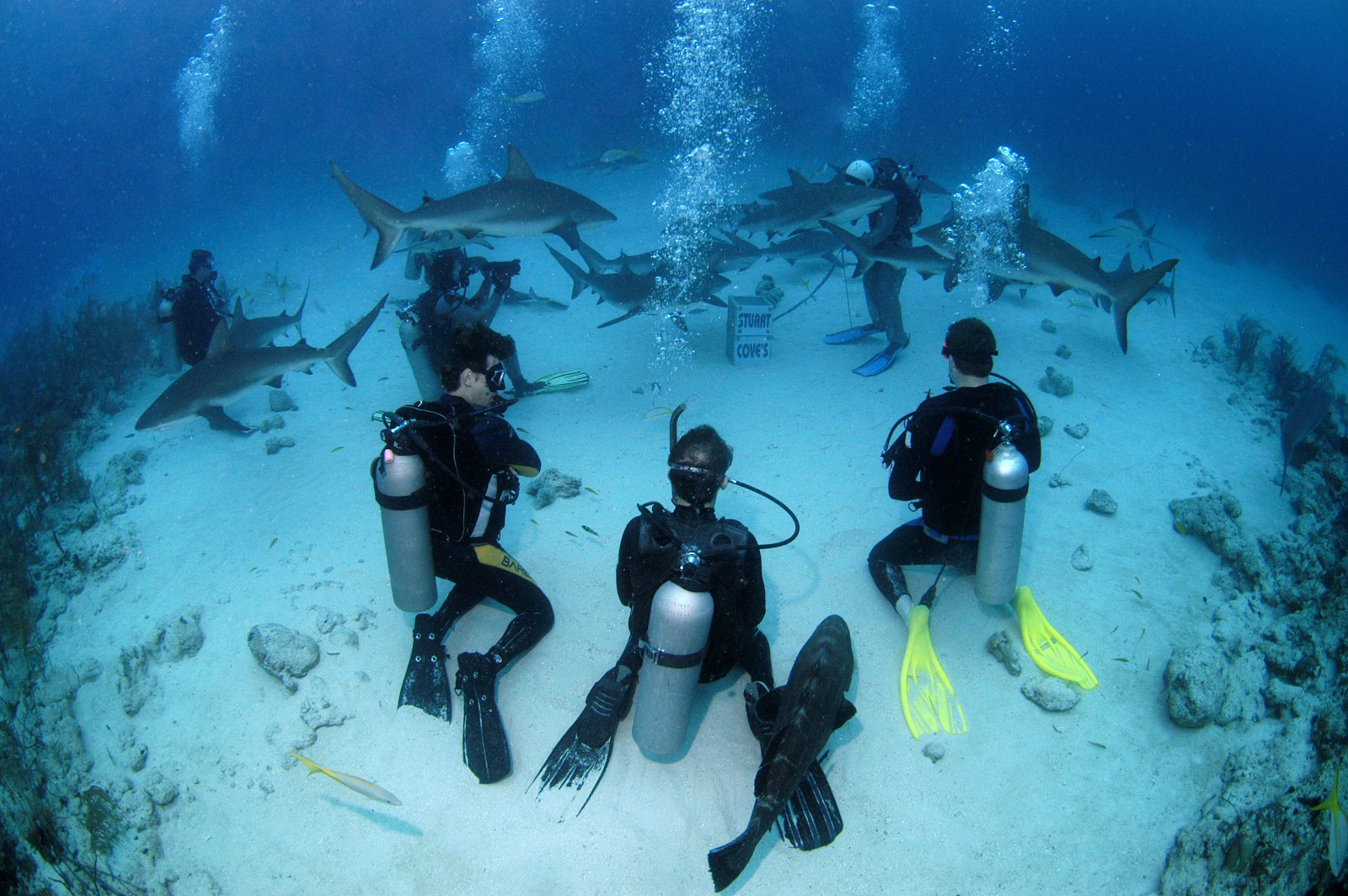 Caribbean Diving