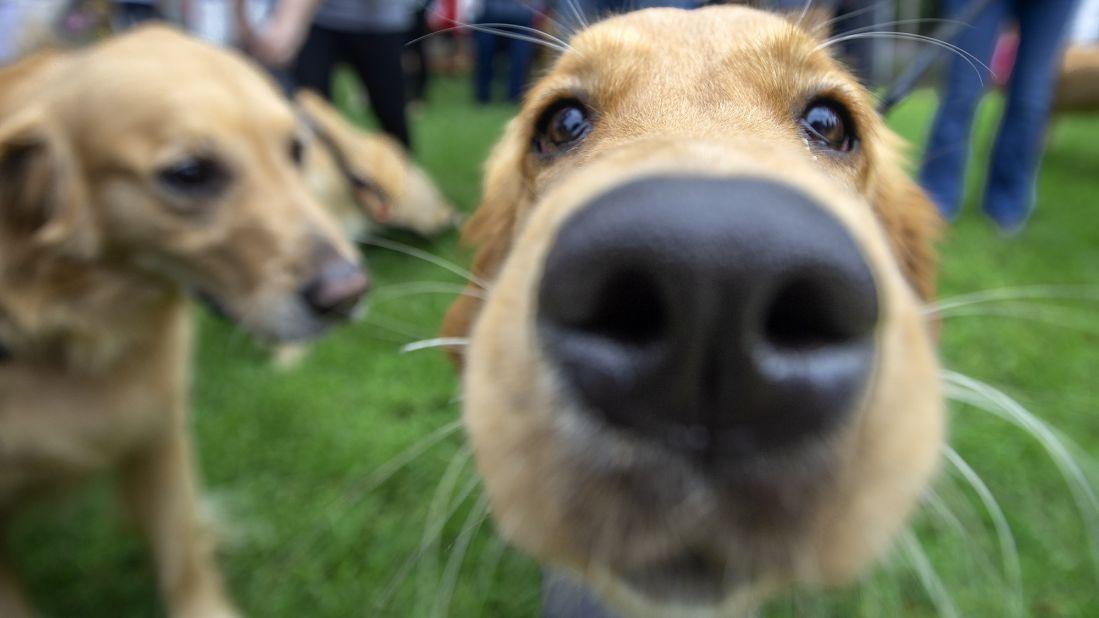 Benefits of having a pet and some surprising science behind it 