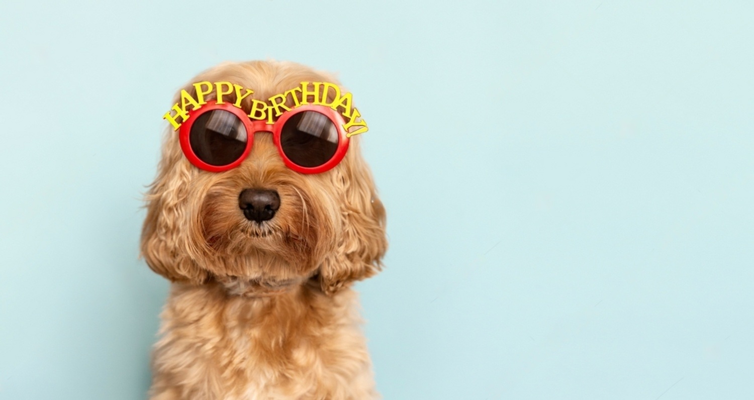 Dog Birthday Party: Guide For Pet Owners 3 xpCYQT0ba uz6oQtV3IC1BPoam376XVLLggx6iuMjcQe59kDuFm1dnqz5By 3ujlPijnfqM7W2Url4DnQfLr n0scJlvUZ4NZFD5y5XA j7Orw9dIB9mfxlvLYPDek9K
