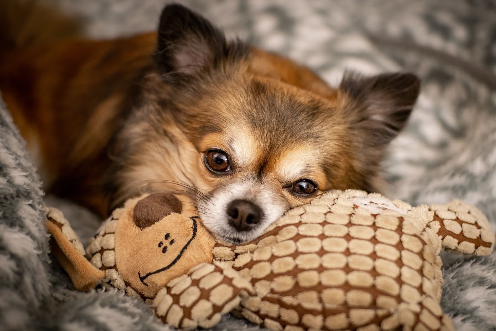 How Big Is A Chihuahua’s Heart?