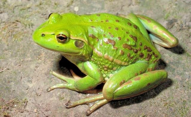 Ảnh có chứa mặt đất, ếch, màu xanh lá cây

Mô tả được tạo tự động