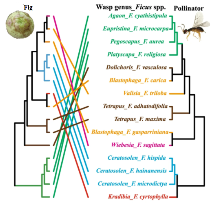 Two mirrored phylogenetic trees like the ones above show parallel evolutionary divergences between 15 fig and 15 pollinator species, as labeled and shown as icons at the top. The four wasp species evolutionarily most distant from the out group pollinate the four fig species in the outgroup, shown in green. The 6 wasp species in the evolutionary middle of the tree pollinate figs from the middle nonadjacent sections of the fig phylogeny. The four wasp species in the outgroup and one from the next node pollinate figs from the outgroup-distant part of the fig phylogeny.