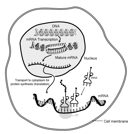 MRNA-interaction.png