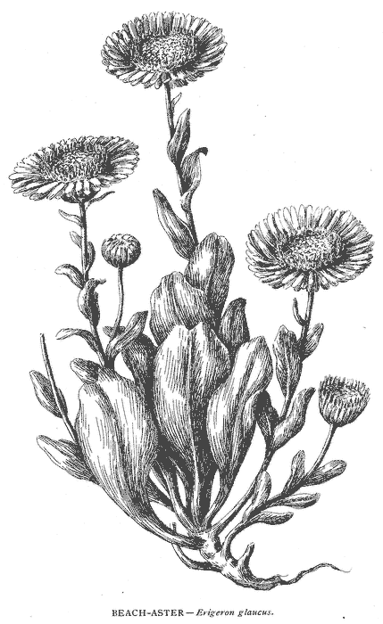 Image result for erigeron glaucus drawing