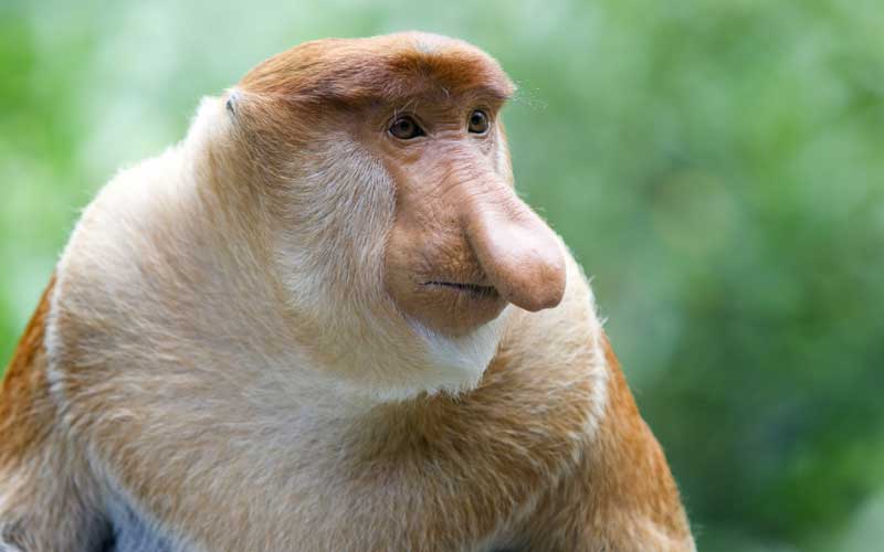 Proboscis_monkey.jpg