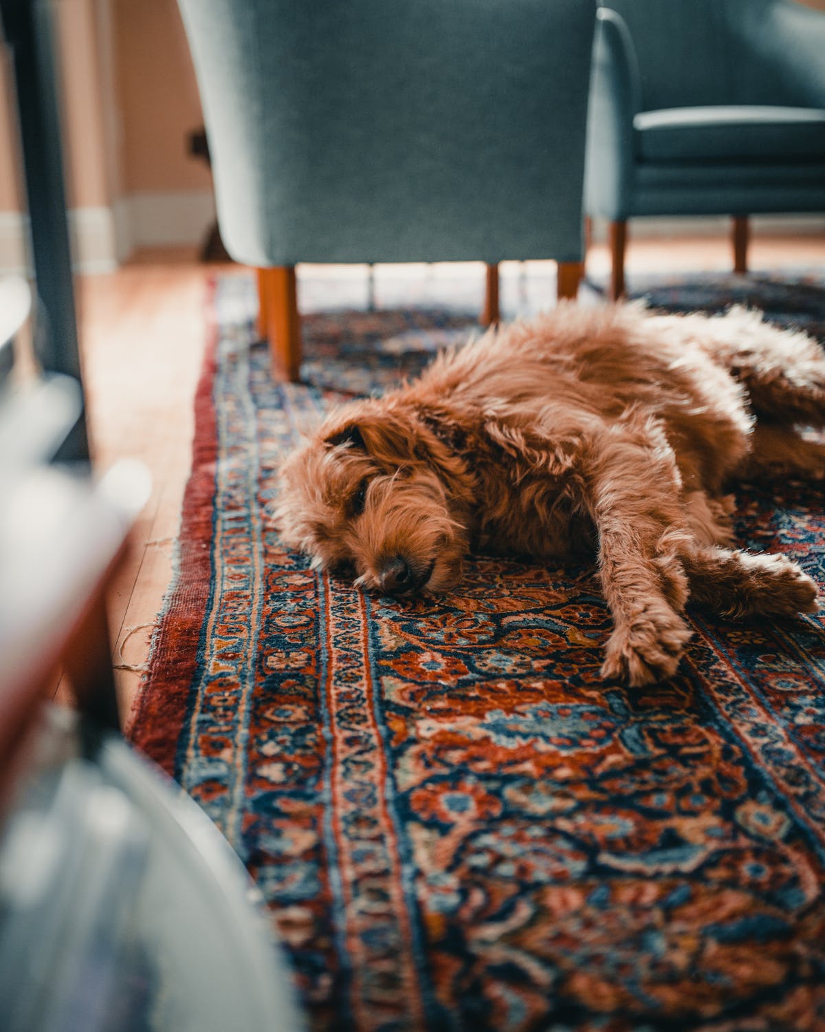Hund pinkelt auf den Teppich - wie reinigen?