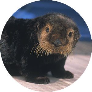 Sea Otters: Puppies of the Sea - Waves Project