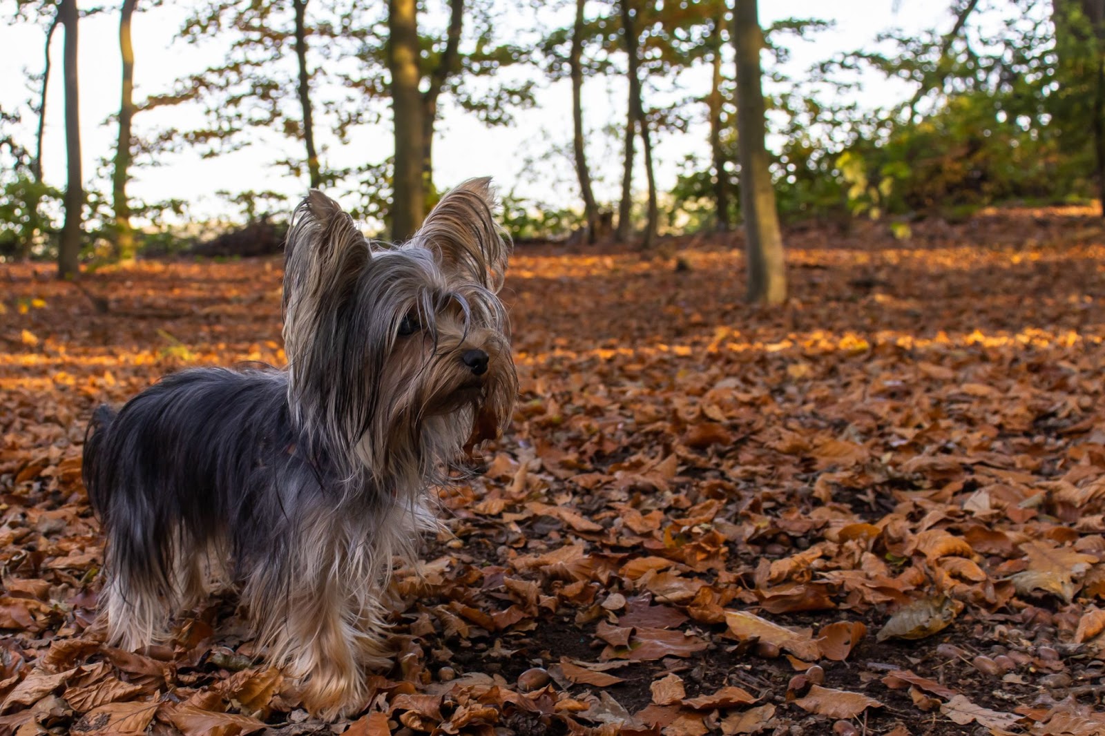 What Is the Best Haircut for a Yorkie?
