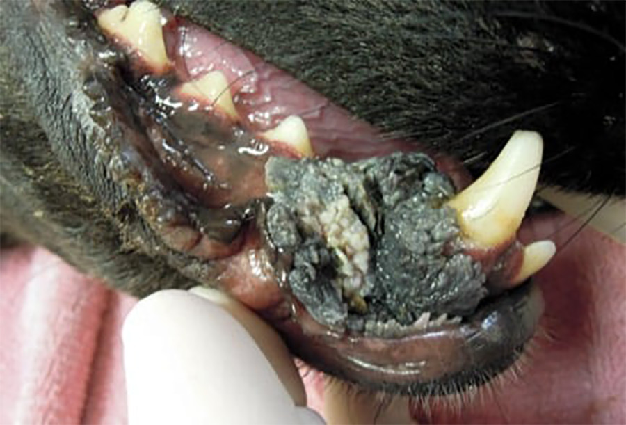 wart in a dog's mouth (oral papilloma)