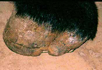 Lateral view of the front foot of a Mammoth Jack. Observe the irregular shape at the quarter somewhat suggestive of the evolution of the donkey foot from three toes to one toe.