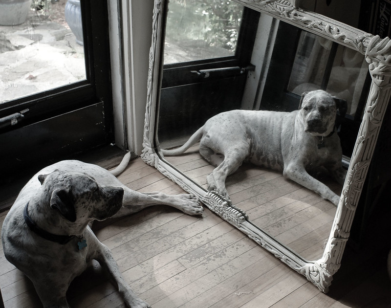 Perro sentado frente a un espejo con su reflejo mostrado