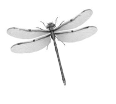 Picture of a dragon fly