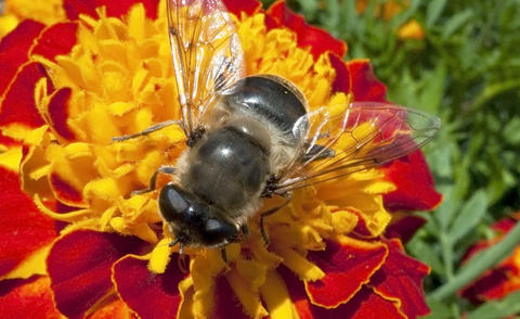 Marigold attract insects