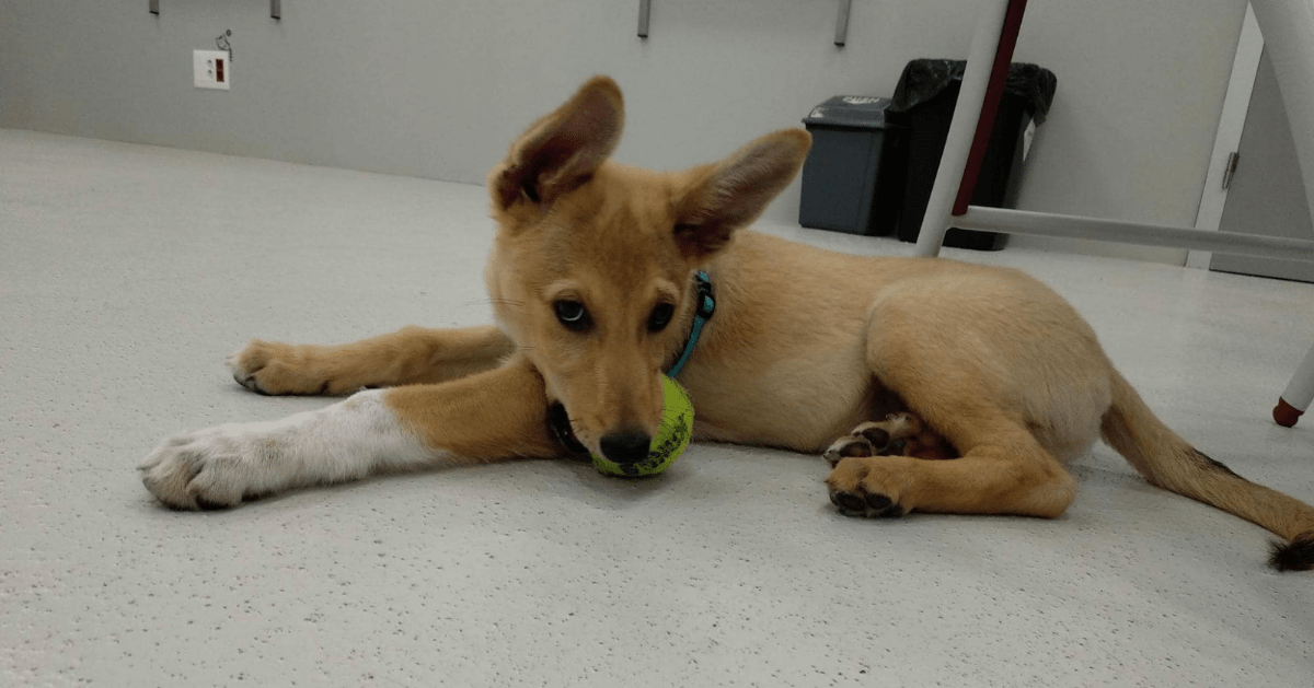 puppy with tennis ball