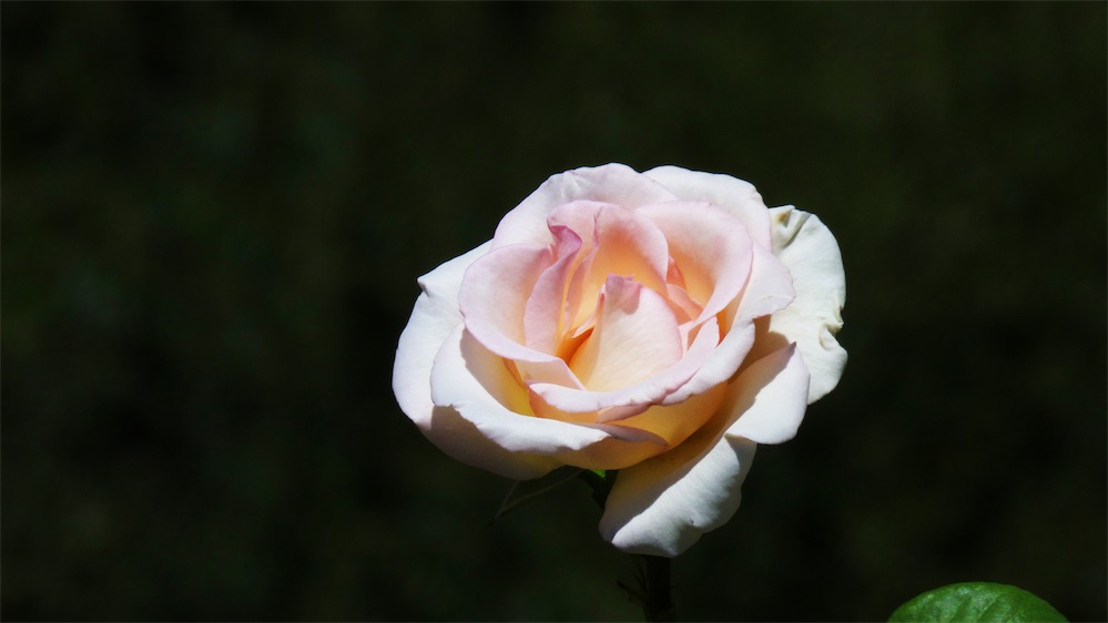 Rose In The Sun.jpg
