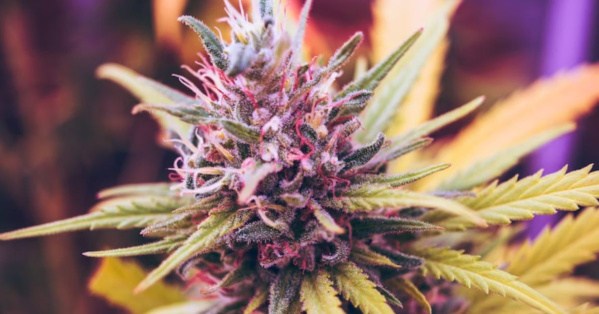 Cannabis flower - close up - chemotherapy treatment - nausea relief - fresh flower - purple kush
