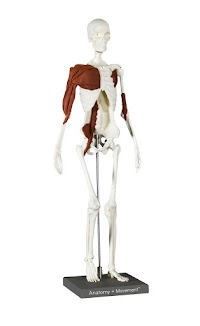 69公分人體骨骼模型