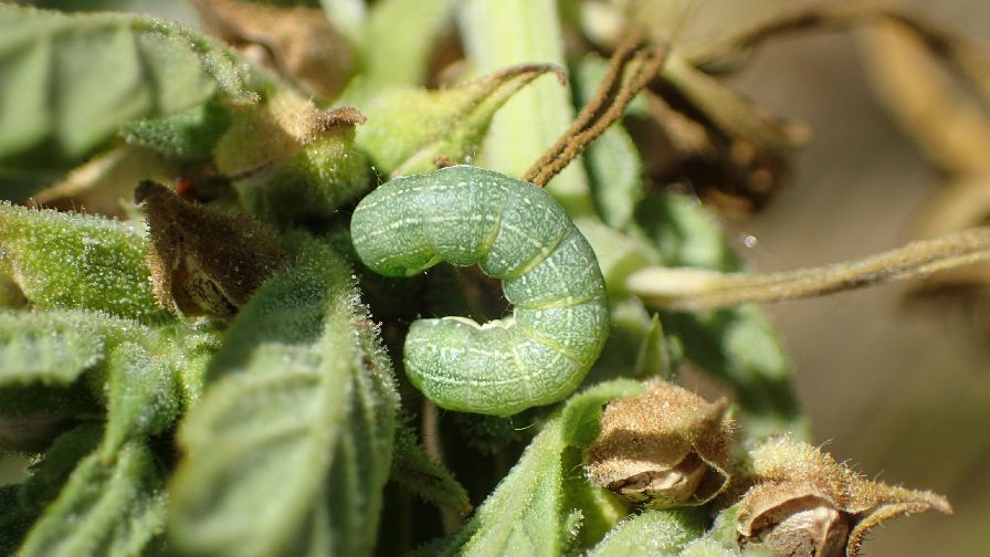  Beet Armyworm