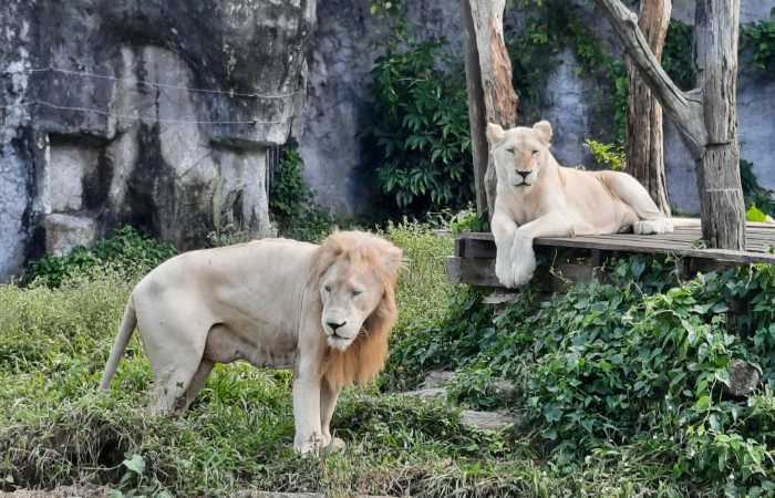 zoo di hatyai thailand